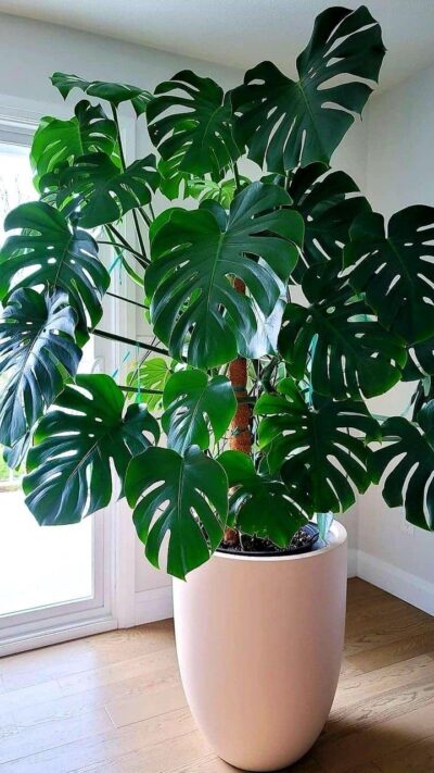 Kit d&rsquo;engrais pour plante verte 30 ml – Image 2