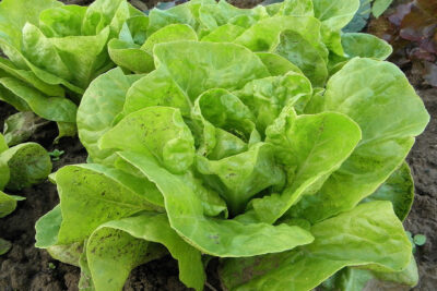 Kit d&rsquo;engrais pour laitue 30 ml – Image 2