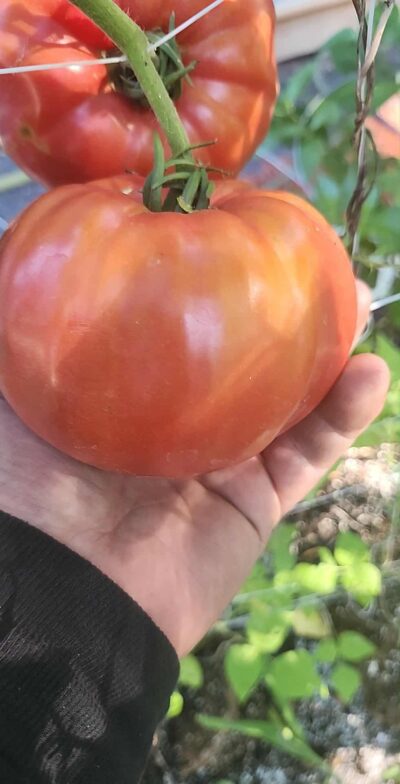 Kit de fertilisants 5B (Tomates, piments, légumes et fruits) 10L – Image 14