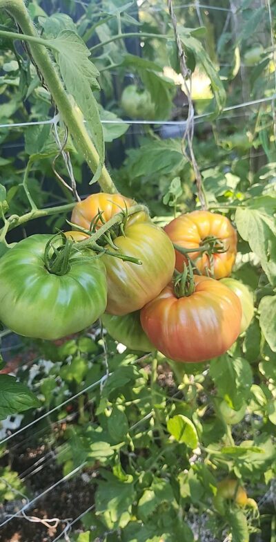 Kit de fertilisants 5B (Tomates, piments, légumes et fruits) 10L – Image 11