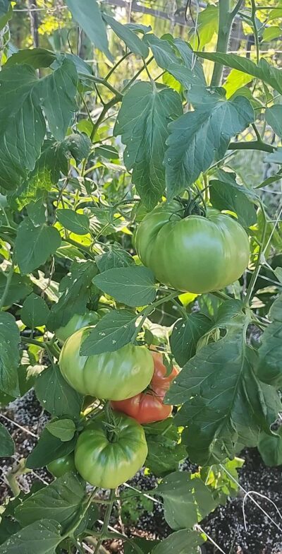 Kit de fertilisants 5B (Tomates, piments, légumes et fruits) 10L – Image 12