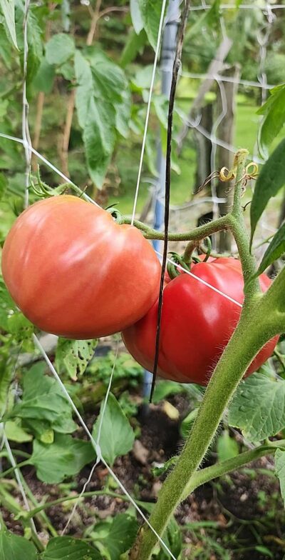 Kit de fertilisants 5B (Tomates, piments, légumes et fruits) 10L – Image 13