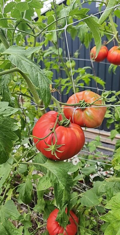 Kit de fertilisants 5B (Tomates, piments, légumes et fruits) 10L – Image 15