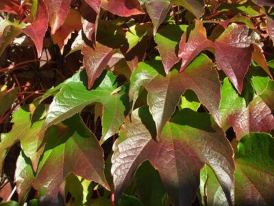 Kit d&rsquo;engrais pour plante grimpante 30 ml – Image 8