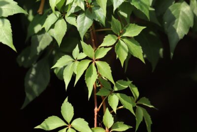 Kit d&rsquo;engrais pour plante grimpante 30 ml – Image 9